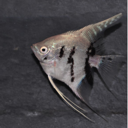 Pterophyllum scalare platinium Panda - (Scalaire) 4-4,5 cm