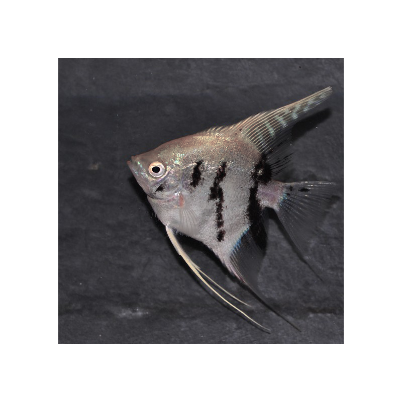 Pterophyllum scalare platinium Panda - (Scalaire) 4-4,5 cm