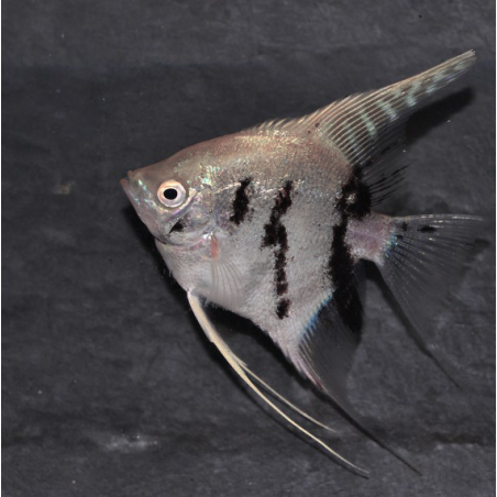 Pterophyllum scalare platinium Panda - (Scalaire) 4-4,5 cm