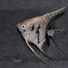 Pterophyllum scalare platinium Panda - (Scalaire) 4-4,5 cm