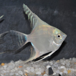 Pterophyllum scalare platine - (Scalaire) 3,5 cm