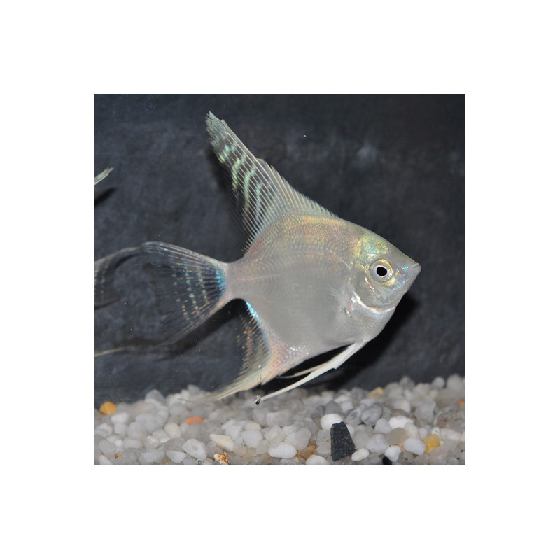 Pterophyllum scalare platine - (Scalaire) 3,5 cm