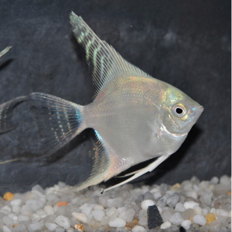 Pterophyllum scalare platine - (Scalaire) 3 cm