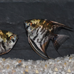 Pterophyllum scalare marbré - (Scalaire) 3 cm
