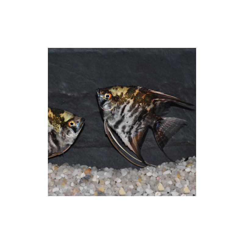 Pterophyllum scalare marbré - (Scalaire) 3 cm