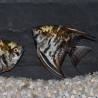 Pterophyllum scalare marbré - (Scalaire) 3 cm