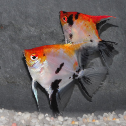Pterophyllum scalare koi rouge - (Scalaire) 3 cm