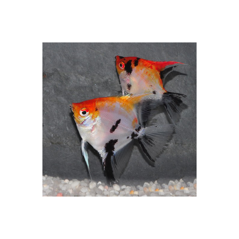Pterophyllum scalare koi rouge - (Scalaire) 3 cm