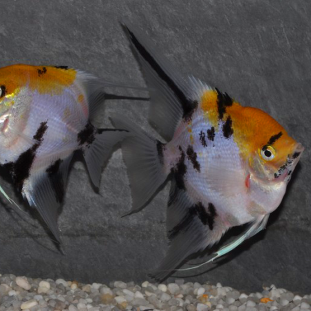 Pterophyllum scalare koi - (Scalaire) 3,5 cm