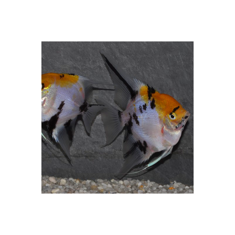 Pterophyllum scalare koi - (Scalaire) 2,5 cm