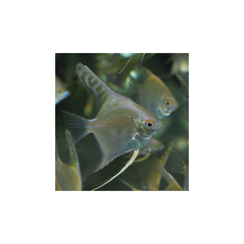 Pterophyllum scalare doré - (Scalaire) 3 cm