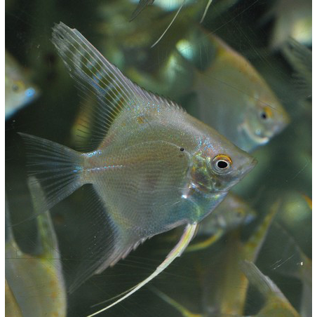 Pterophyllum scalare doré - (Scalaire) 3 cm