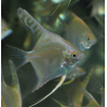 Pterophyllum scalare doré - (Scalaire) 3 cm