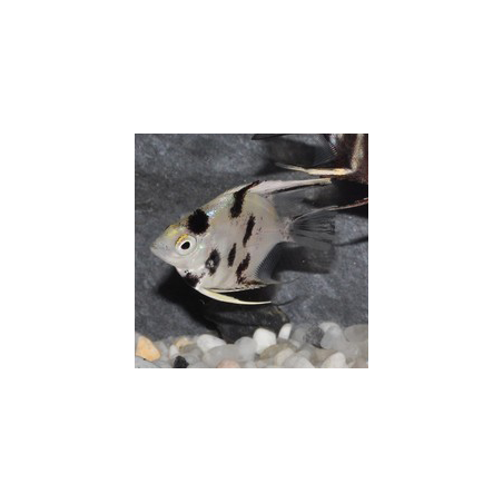 Pterophyllum scalare dalmatien - (Scalaire) 3 cm