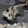 Pterophyllum scalare dalmatien - (Scalaire) 3 cm