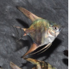 Pterophyllum scalare californien - (Scalaire) 3 cm