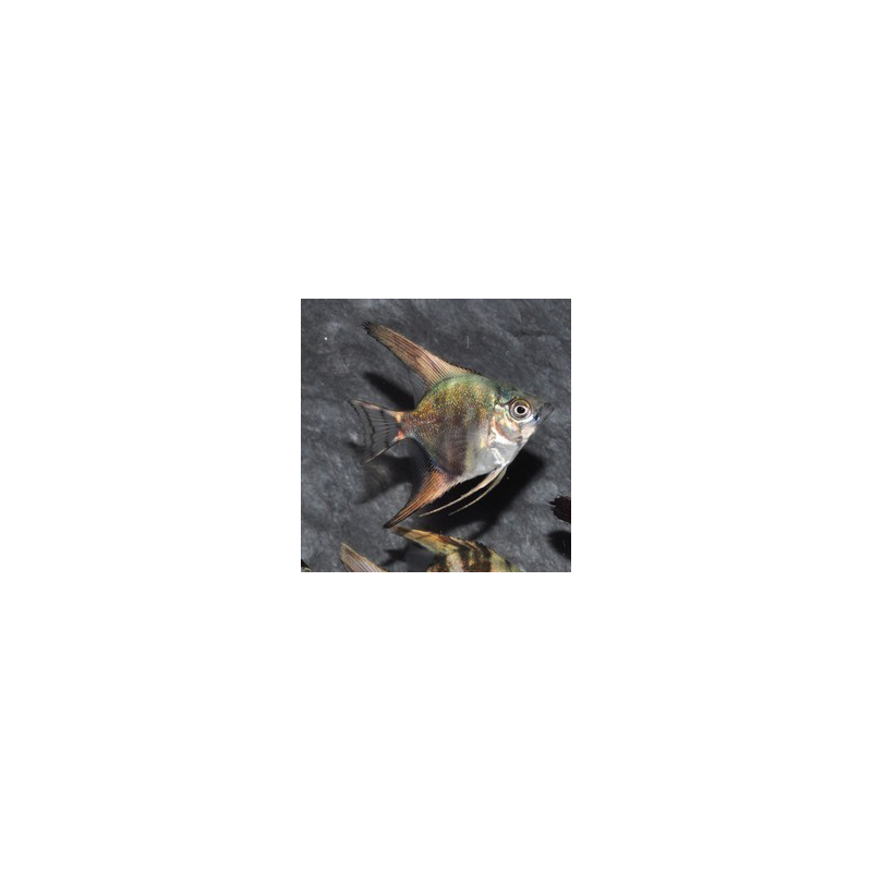Pterophyllum scalare californien - (Scalaire) 2,5 cm