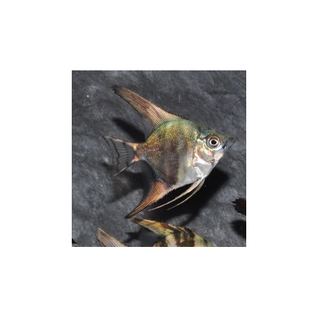 Pterophyllum scalare californien - (Scalaire) 2,5 cm