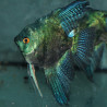 Pterophyllum scalare bleu marbré - (Scalaire) 4-4,5 cm
