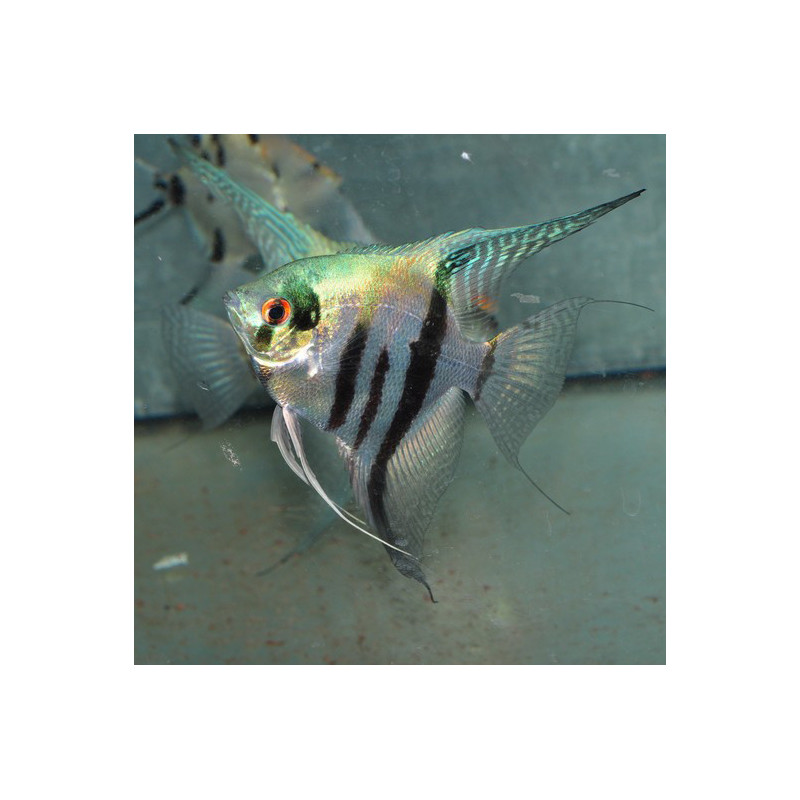 Pterophyllum scalare bleu - (Scalaire) 4-4,5 cm