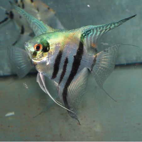 Pterophyllum scalare bleu - (Scalaire) 3,5 cm