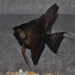 Pterophyllum scalare noir - (Scalaire) 3 cm