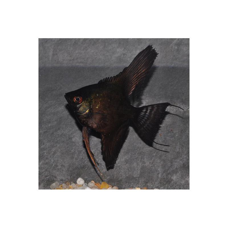 Pterophyllum scalare noir - (Scalaire) 2.5 cm