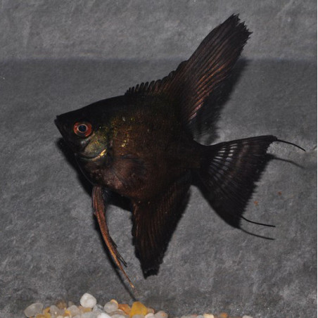 Pterophyllum scalare noir - (Scalaire) 2.5 cm