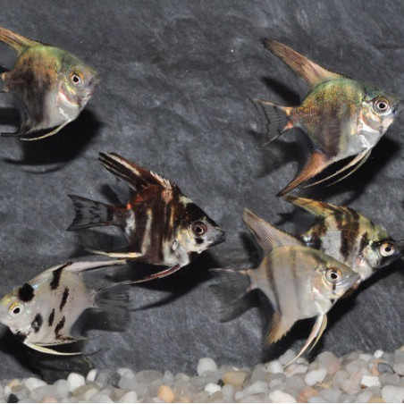 Pterophyllum scalare assortis -(Scalaire) 6-6,5 cm