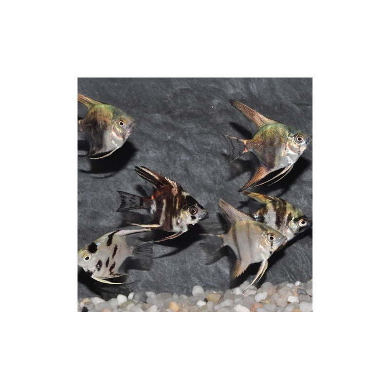 Pterophyllum scalare assortis -(Scalaire) 5-5,5 cm