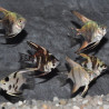 Pterophyllum scalare assortis -(Scalaire) 5-5,5 cm