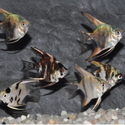 Pterophyllum scalare assortis - (Scalaire) 3,5 cm