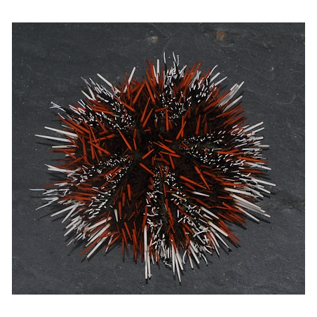 Tripneustes gratilla