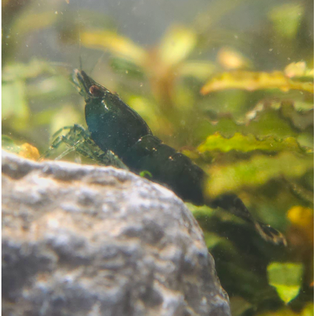 Crevette Green Saphir – Neocaridina heteropoda verte émeraude