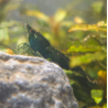 Crevette Green Saphir – Neocaridina heteropoda verte émeraude