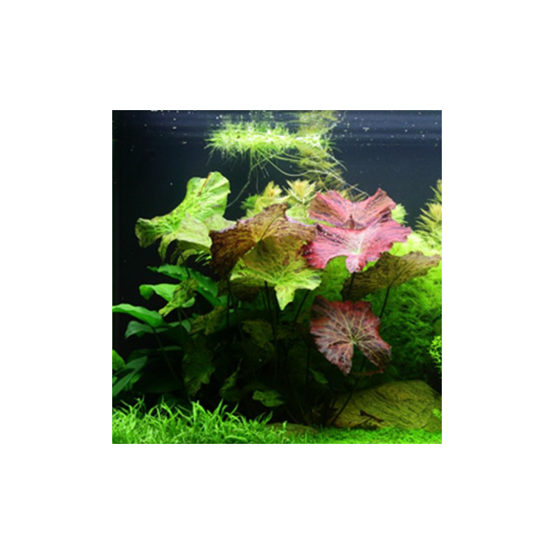 Nymphaea lotus – Nymphée décorative pour aquarium