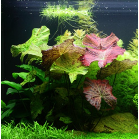 Nymphaea lotus – Nymphée décorative pour aquarium
