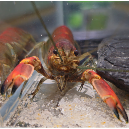 Cherax sp. Red Brick