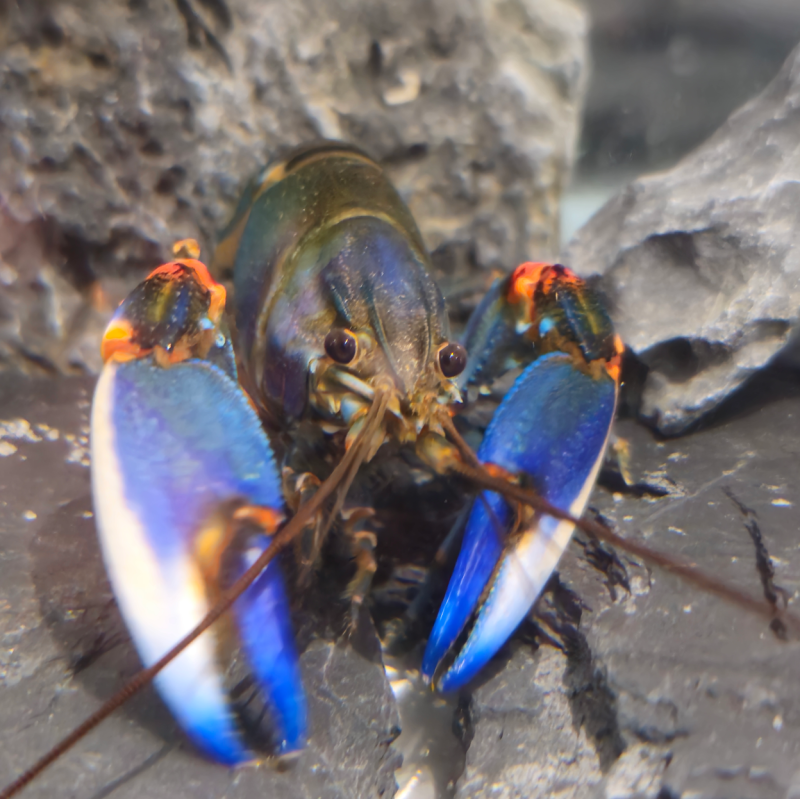 Cherax sp. Bleu Kong