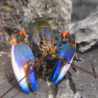 Cherax sp. Bleu Kong