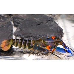 Cherax sp. Bleu Kong