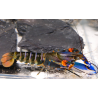 Cherax sp. Bleu Kong