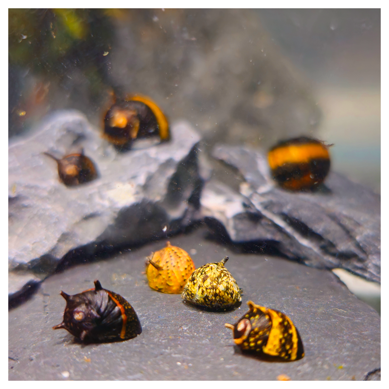 Clithon sowerbianum - Multicolor