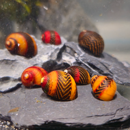 Vittina waigiensis