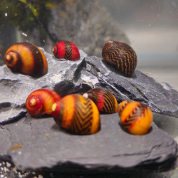 Vittina waigiensis