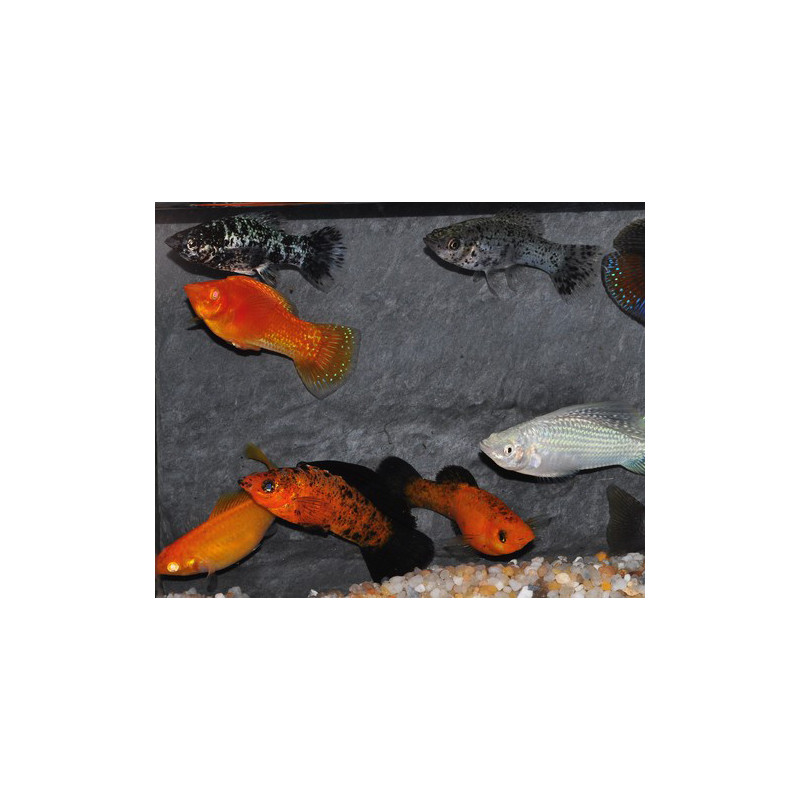 Poecilia velifera (Mollienesia velifera) varié 6-6,5 cm