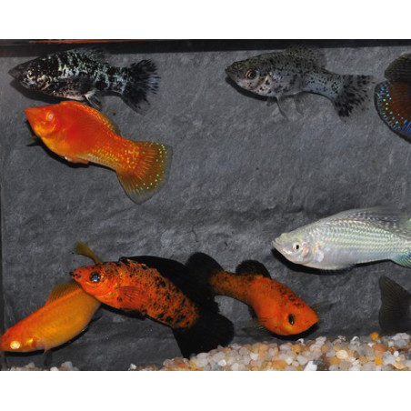 Poecilia velifera (Mollienesia velifera) varié 6-6,5 cm