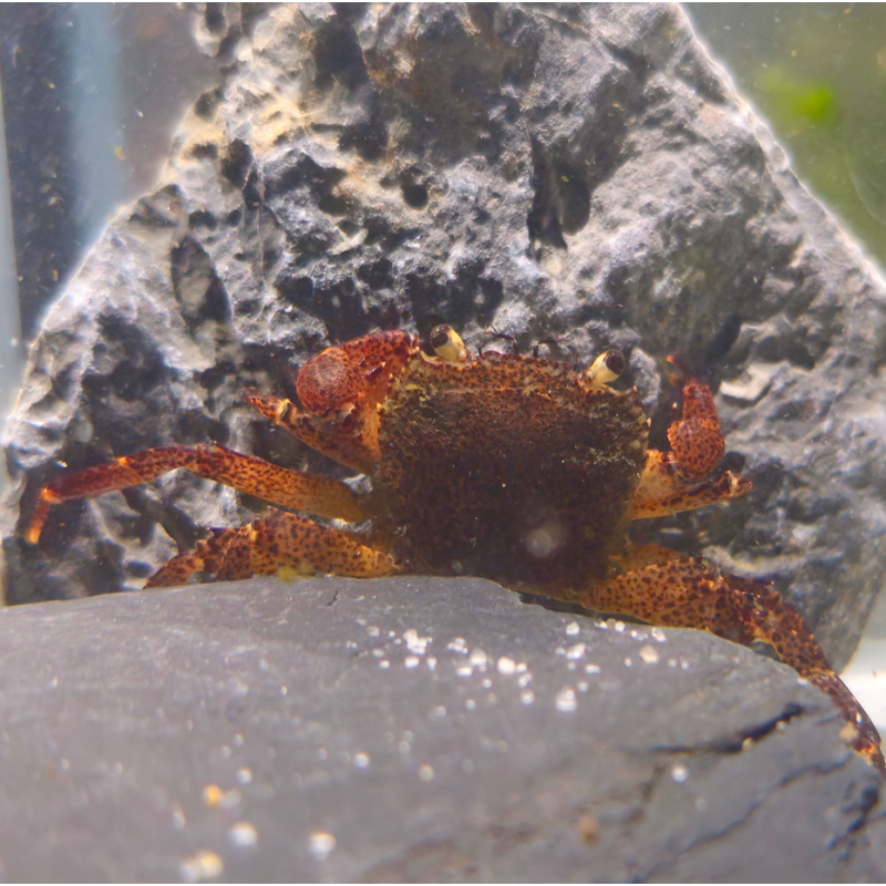 Syntripsa matannensis