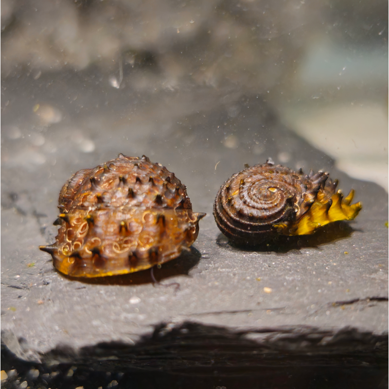 Neritina juttingae - King Koopa