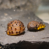 Neritina juttingae - King Koopa